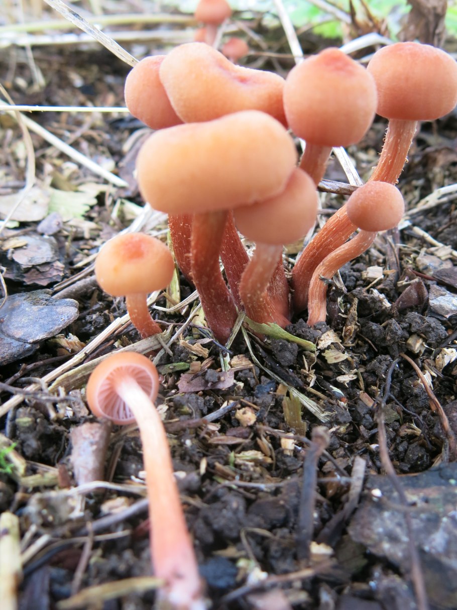Laccaria laccata (SCOP.) Cooke – лаковица розовая