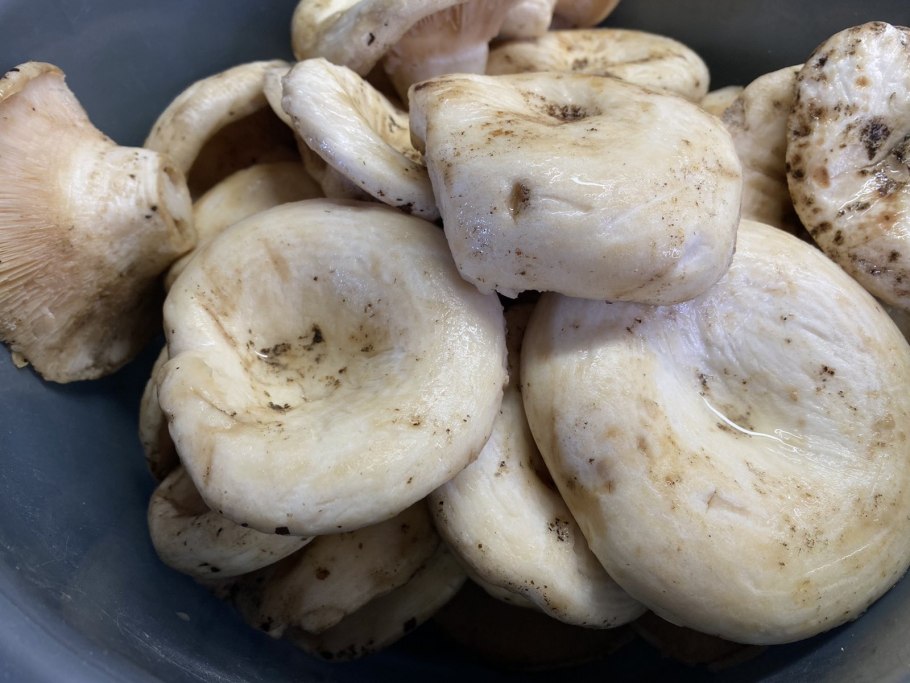 Грузди китайские