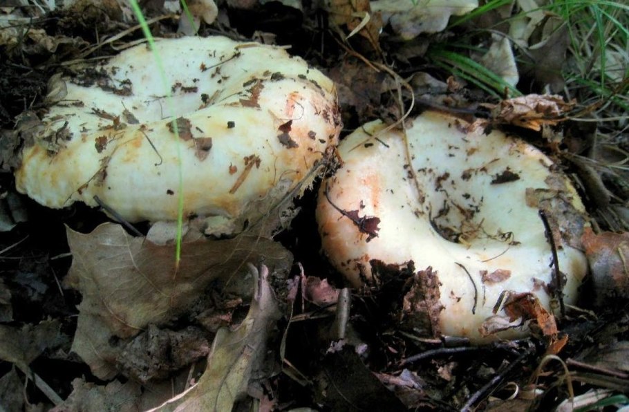 Груздь белый Сибирский