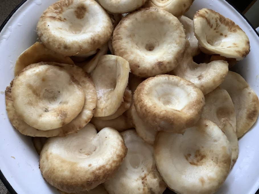 Russula Delica (подгруздок белый)