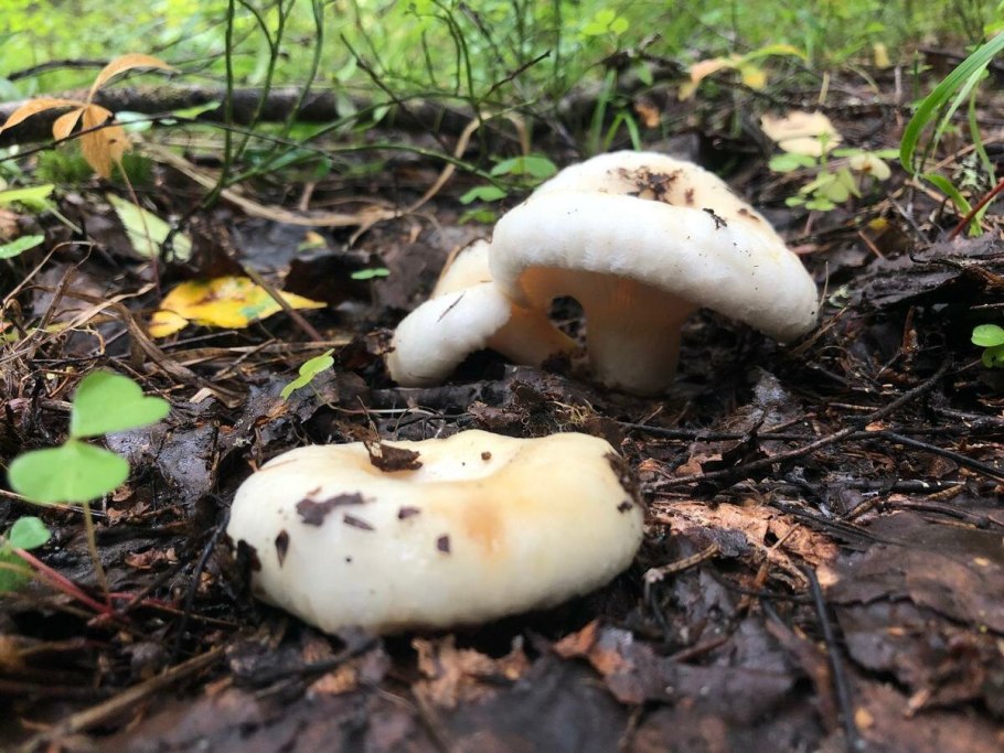 Груздь водозональный Lactarius aquizonatus