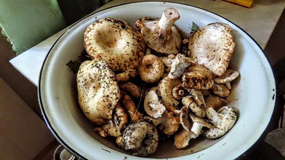 Груздь млечник