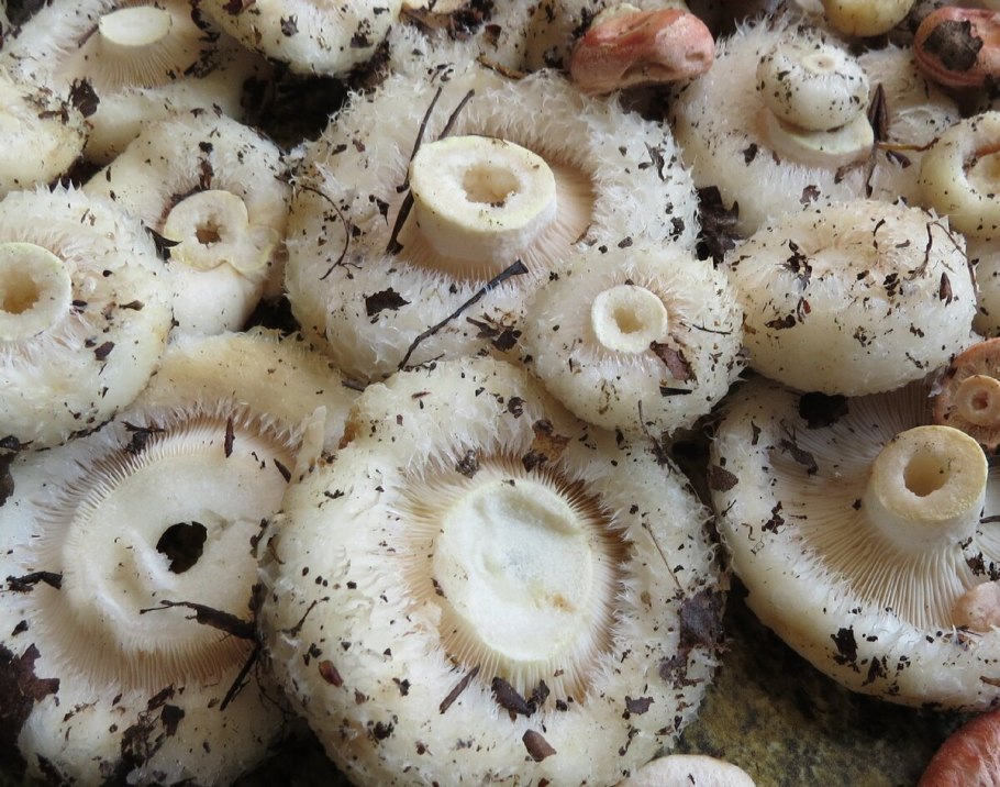 Волнушки опята