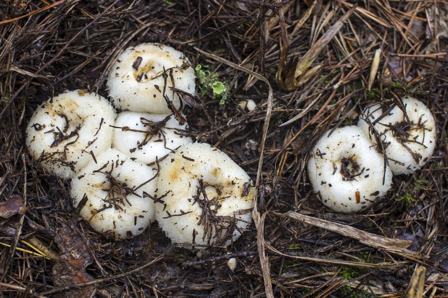 Грузди Лесные