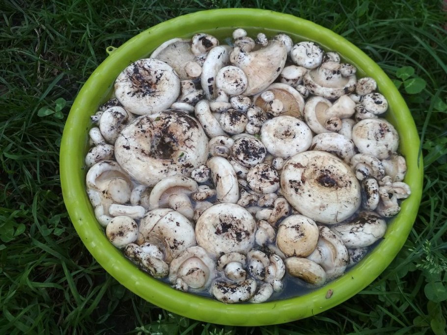 Грибы в Болгарии