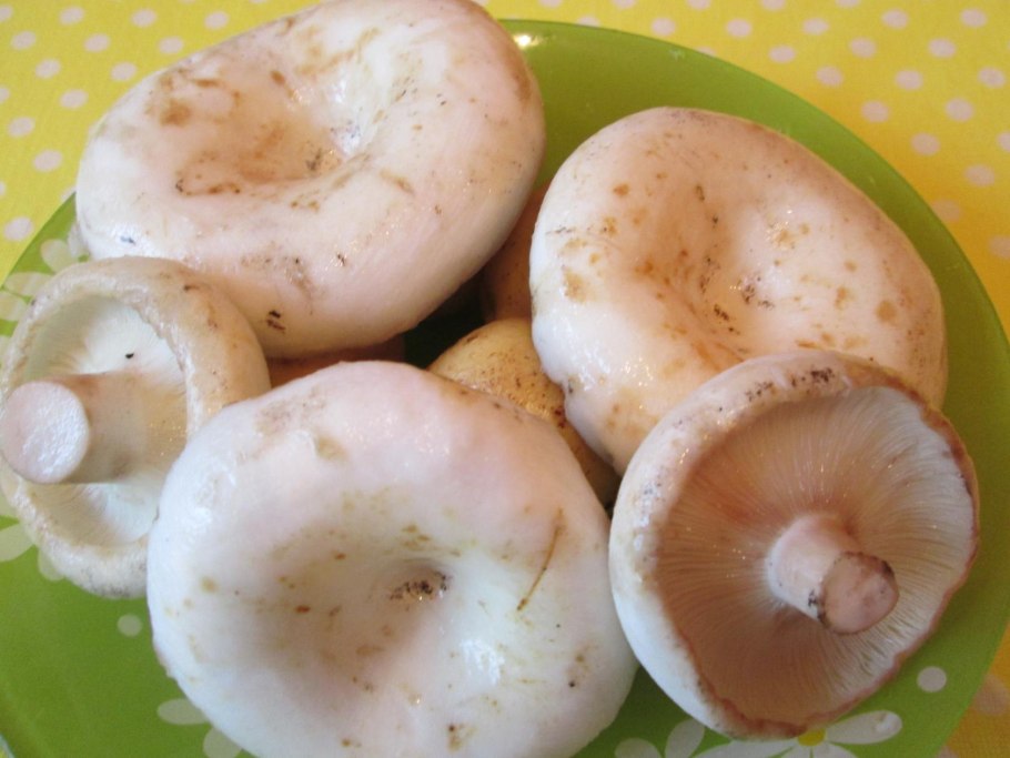 Много груздей