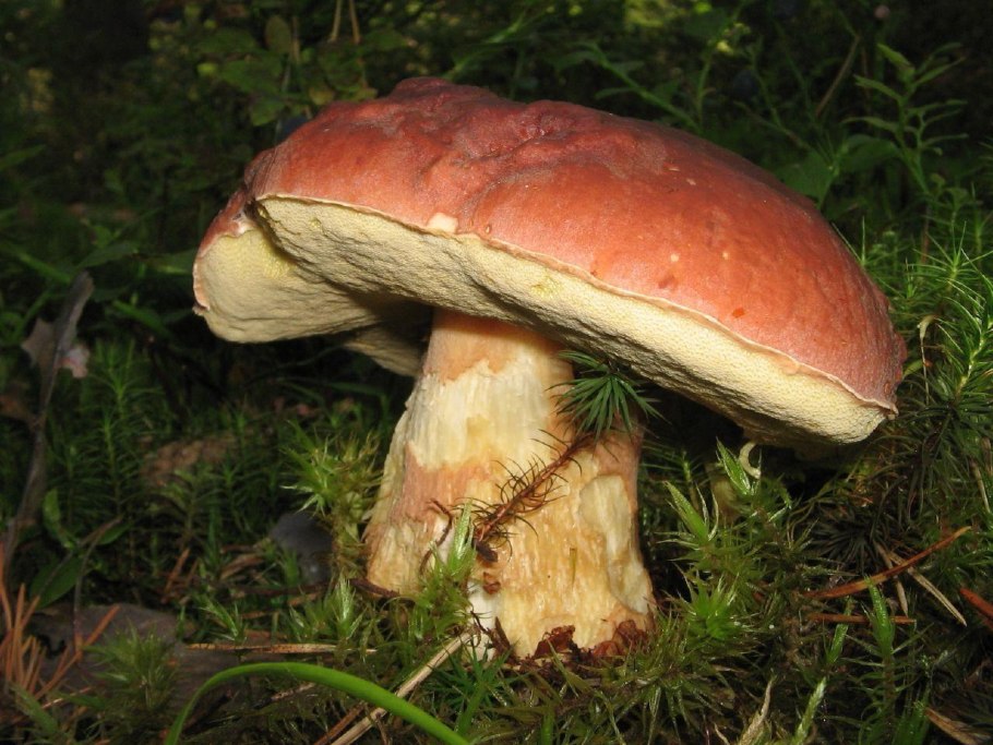 Боровик сетчатый Boletus reticulatus