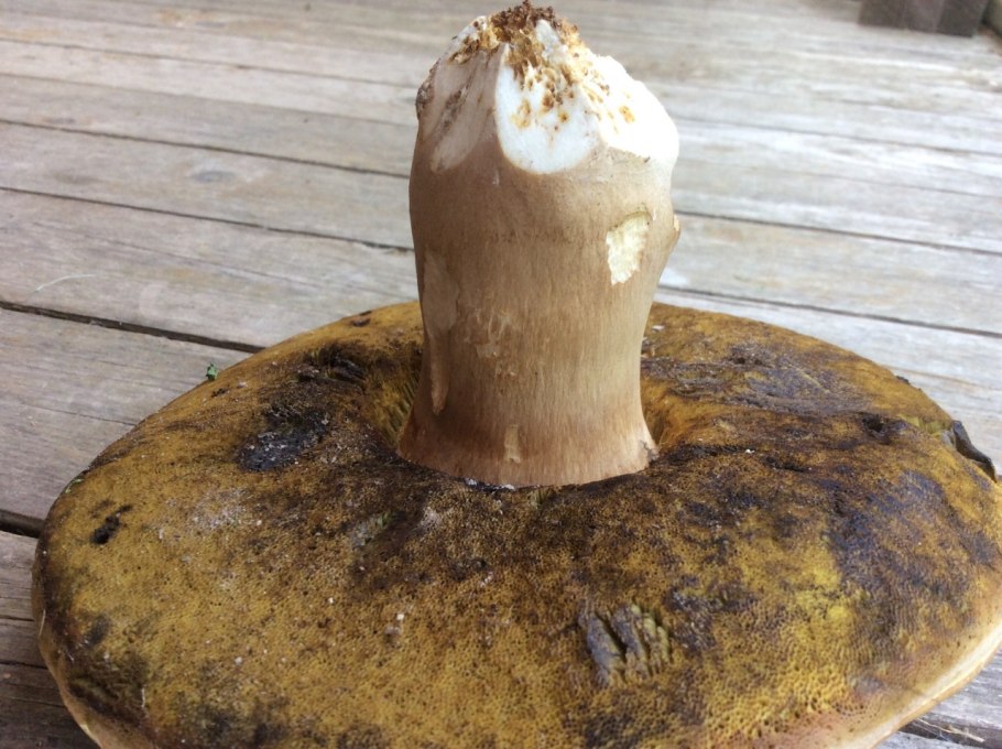 Толстый из грибов как зовут