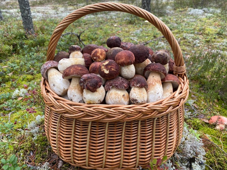 Грибница белых грибов