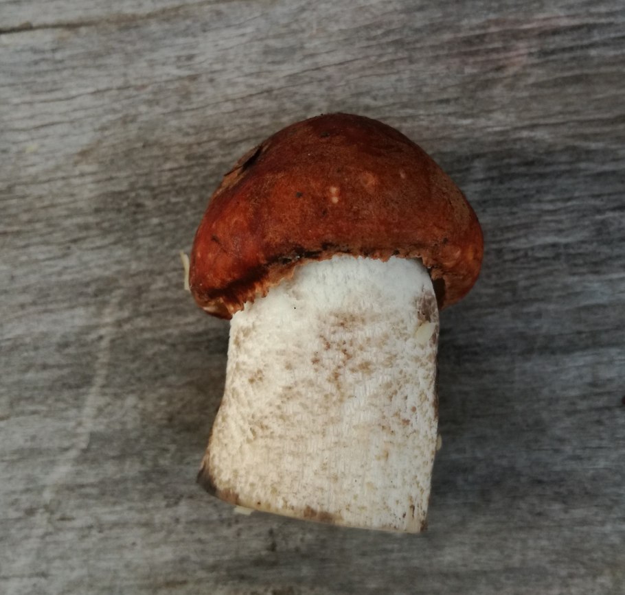 Гриб Боровик маслята белый гриб