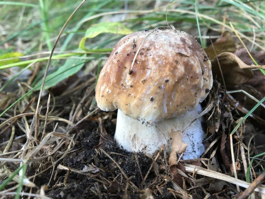 Сухие грибы