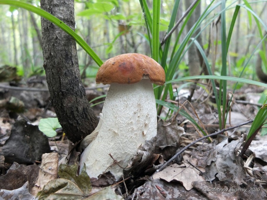 Боровик бронзовый Boletus aereus
