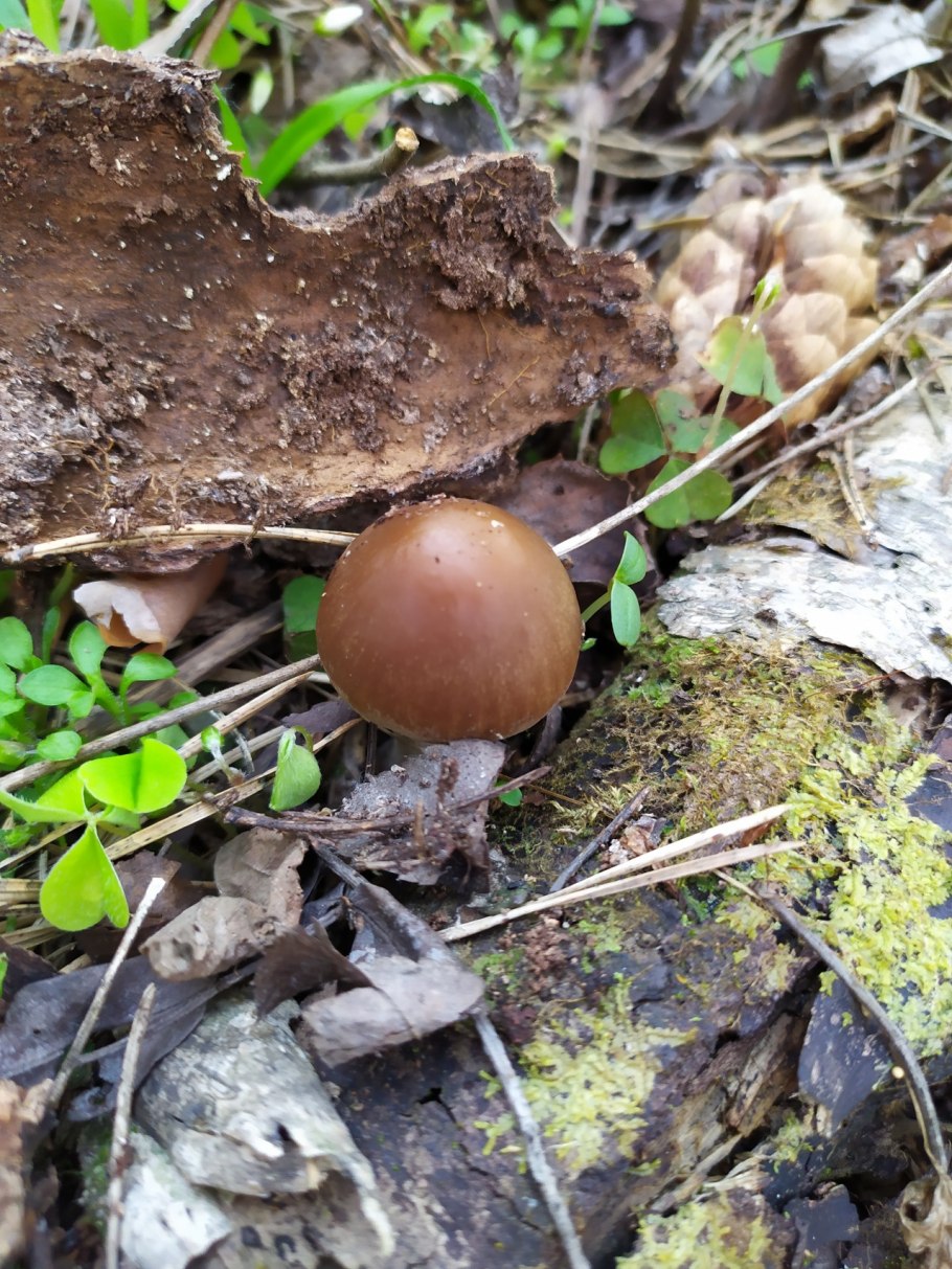 Обои на рабочий стол красивые большие на весь экран бесплатно лес