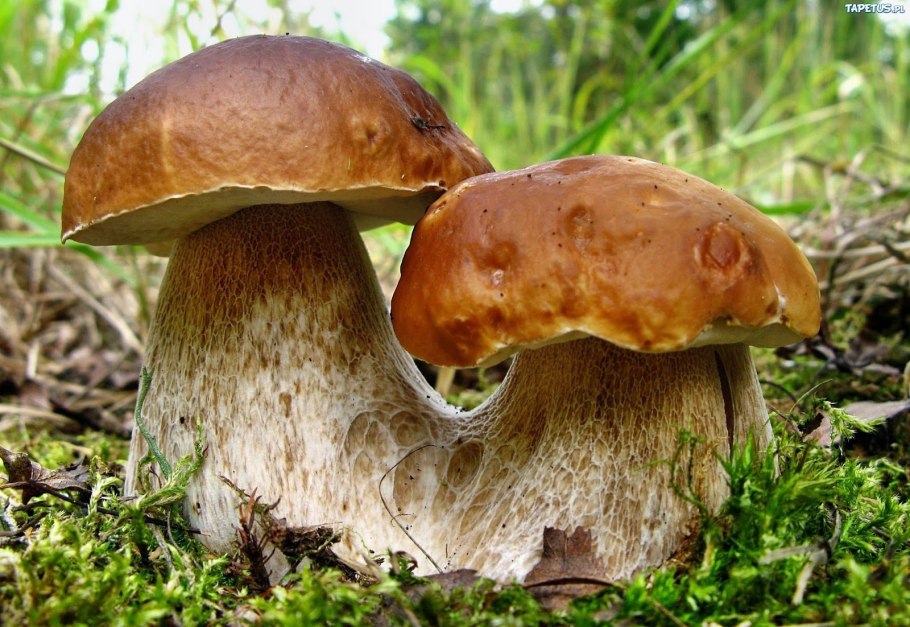 Гриб ореховик