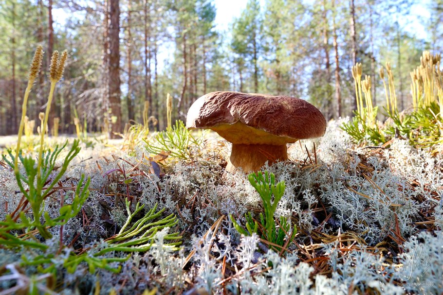 Грибные места на Селигере 2021