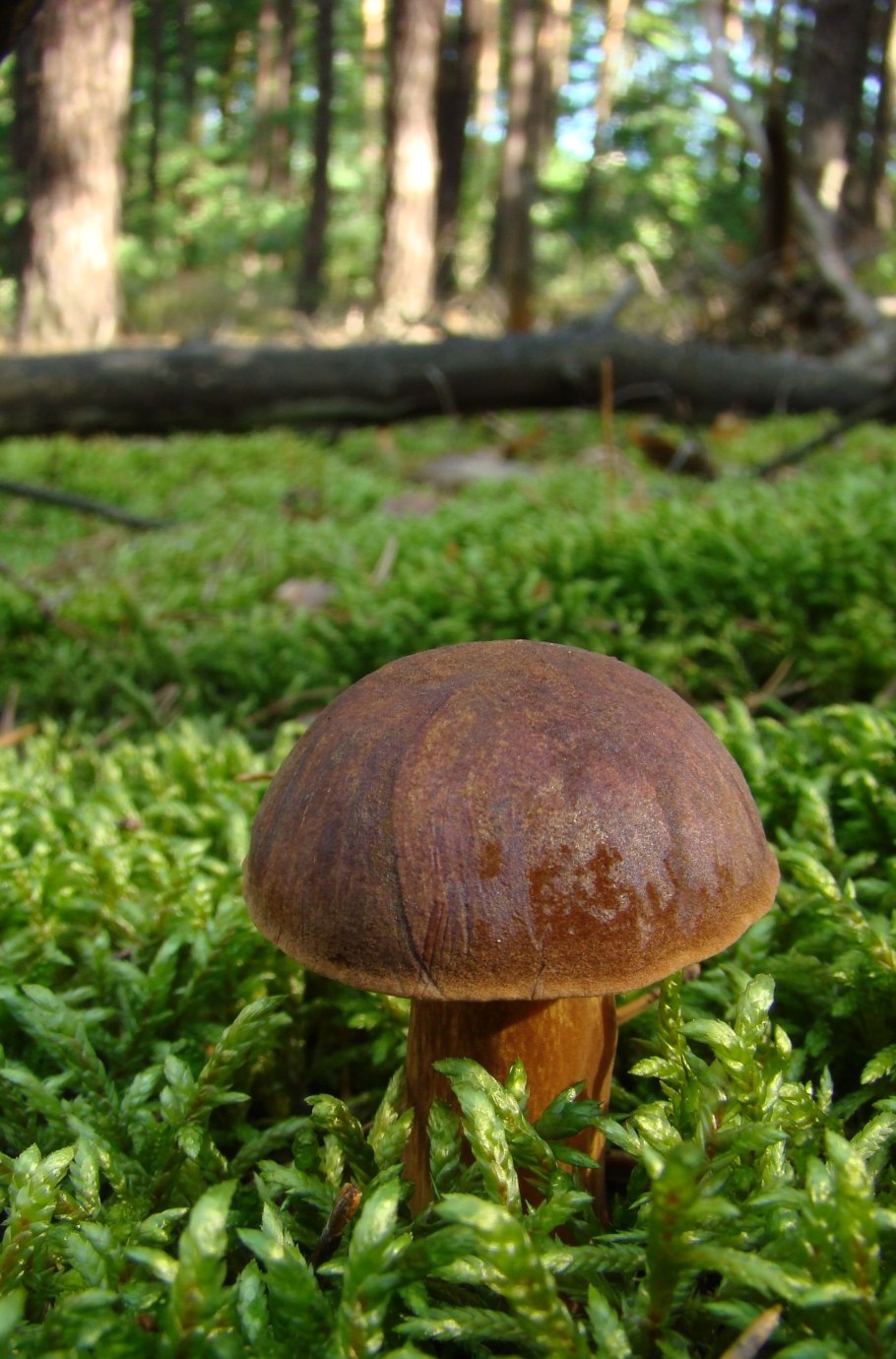 Белый гриб в Забайкалье