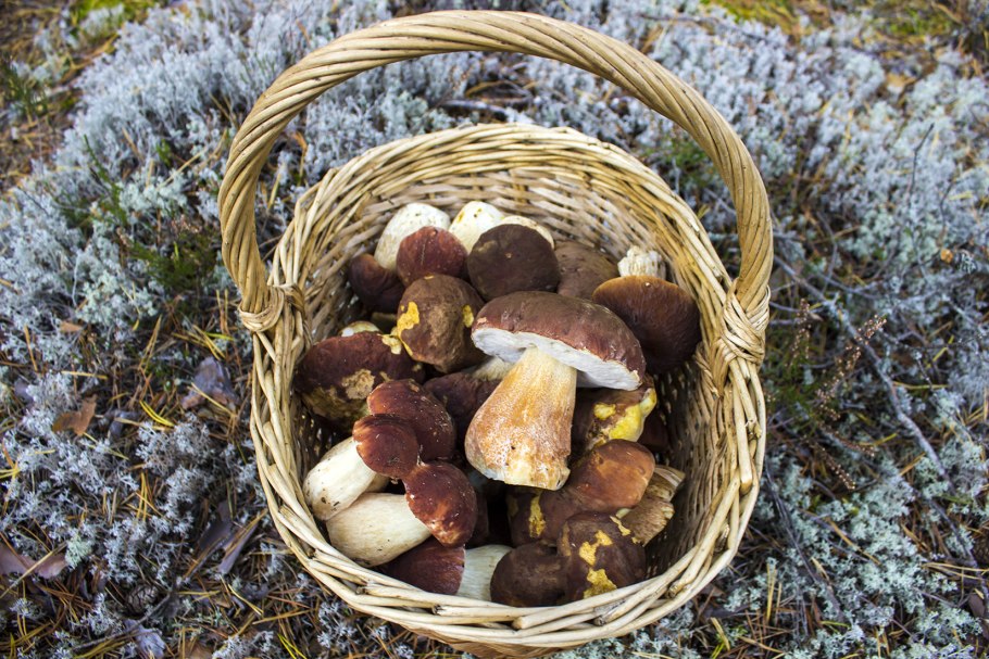 Сбор грибов в Германии