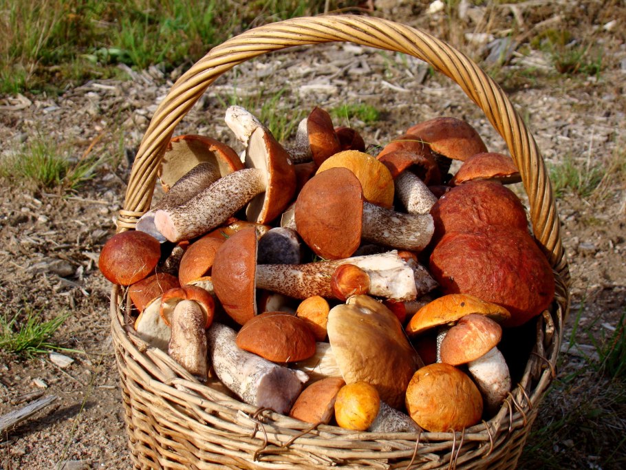 Грибы открытие кто