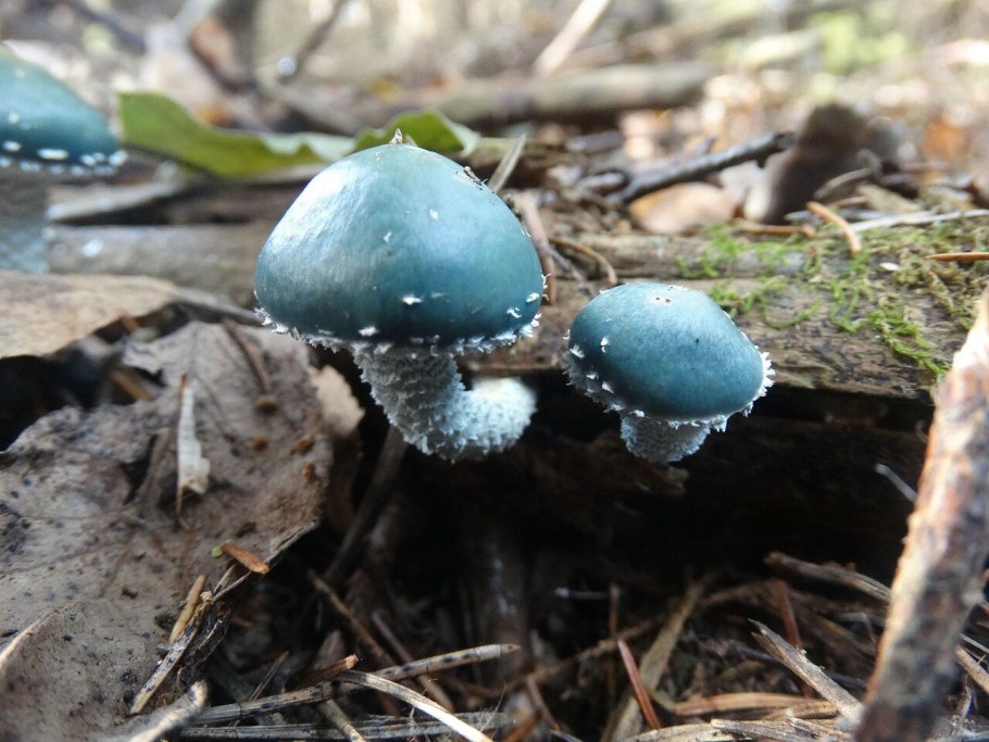 Stropharia caerulea