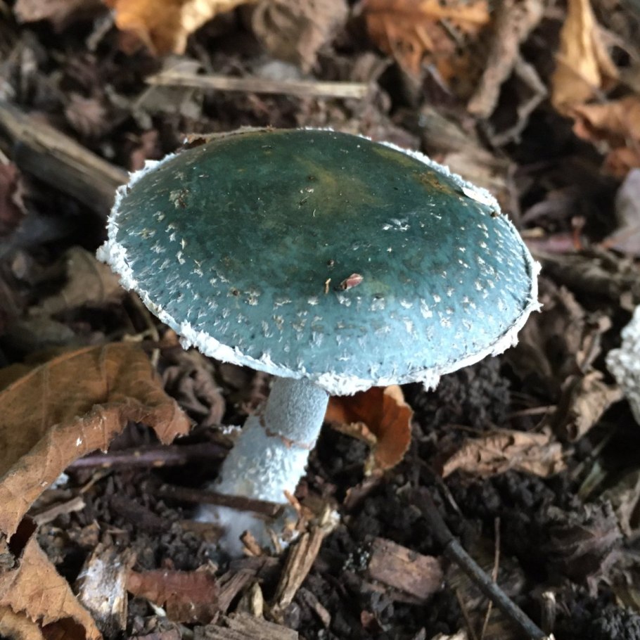 Гриб строфария сине-зеленая