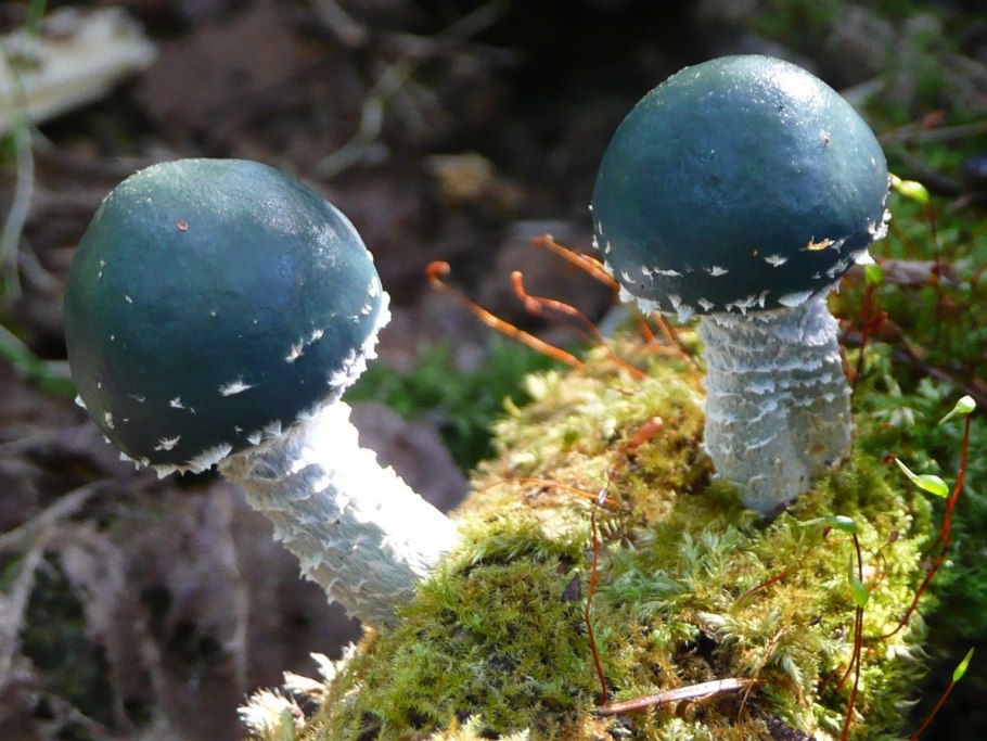 Строфария сине-зелёная stropharia aeruginosa