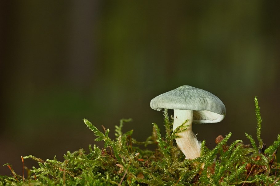 Строфария коричневоспоровая