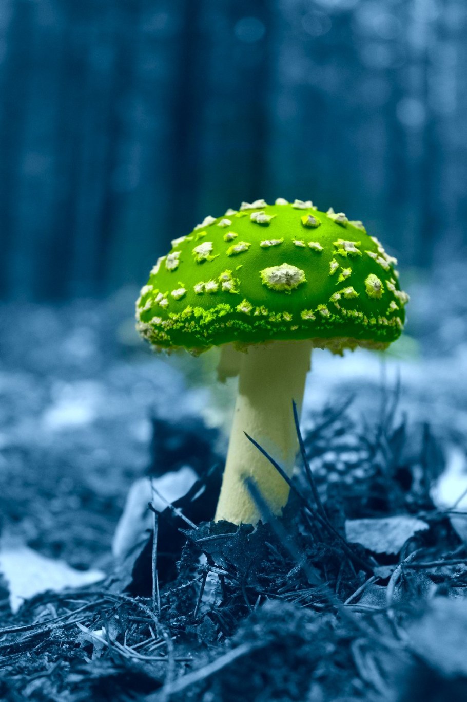 Пантерный мухомор синий