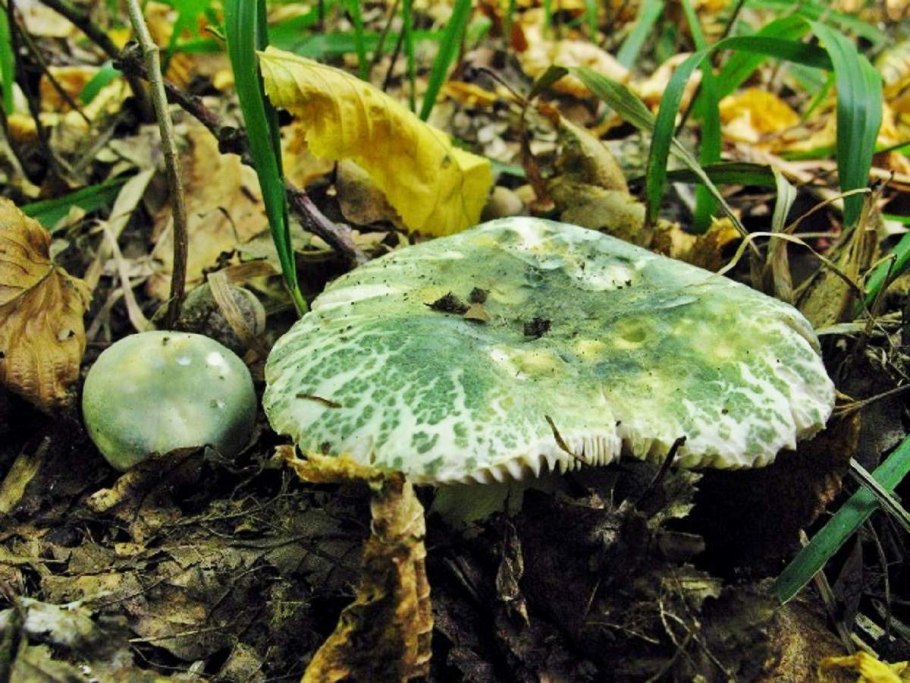 Строыария синезелёная