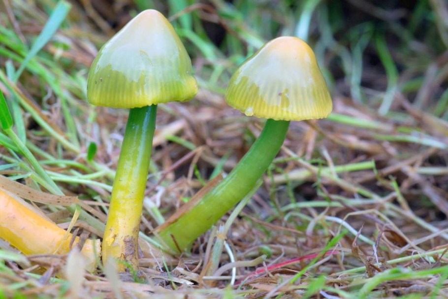 Hygrocybe psittacina
