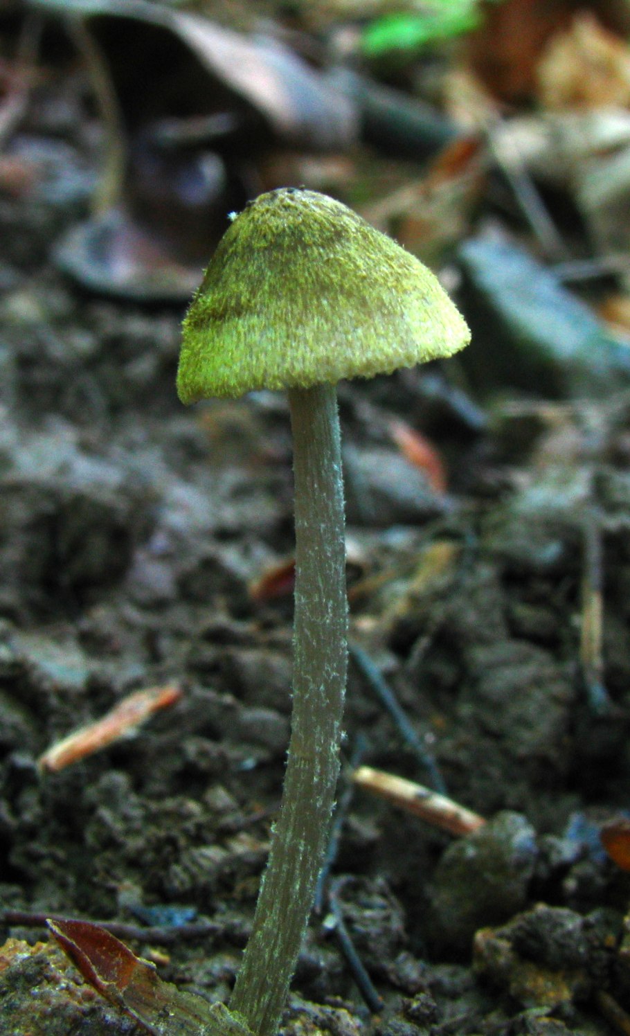 Entoloma chytrophilum