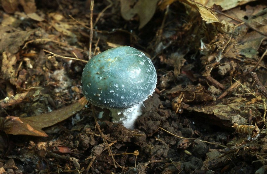 Гигроцибе пёстрая (Hygrocybe psittacina)