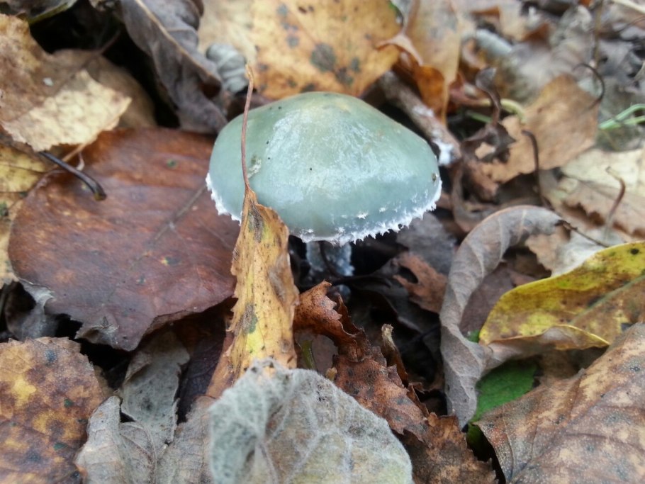 Грибы зеленого цвета