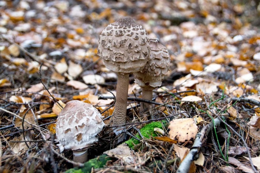 Зонтик пёстрый Macrolepiota procera