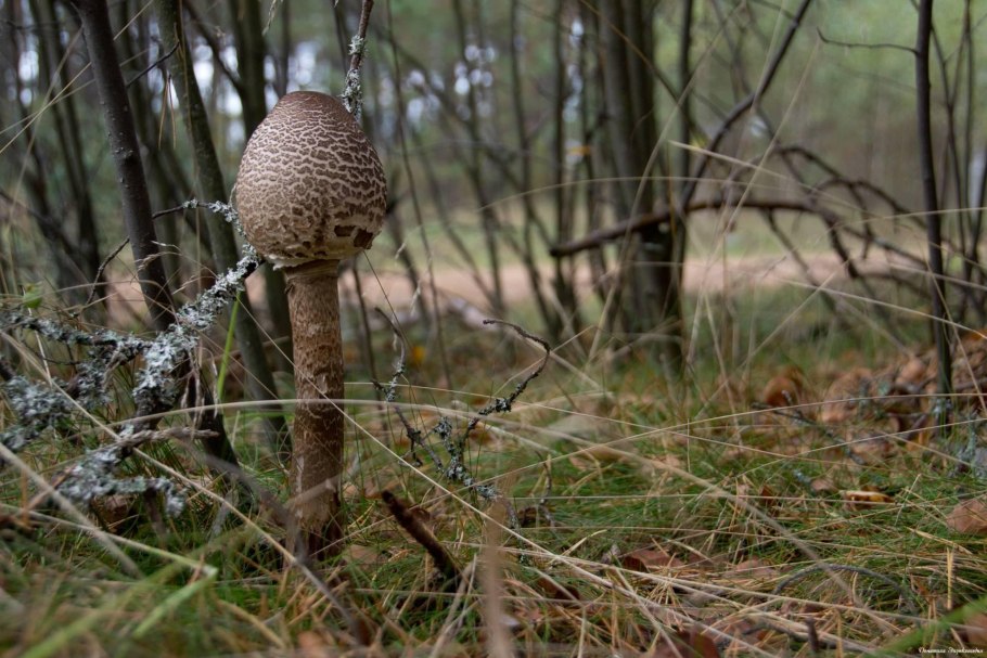Гриб-зонтик пёстрый