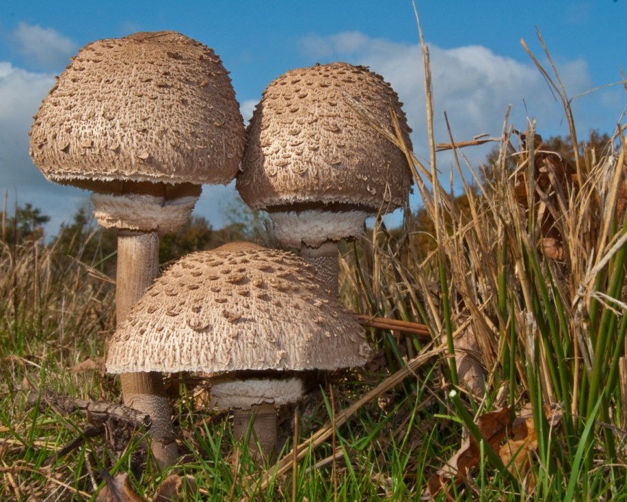 Macrolepiota procera гриб
