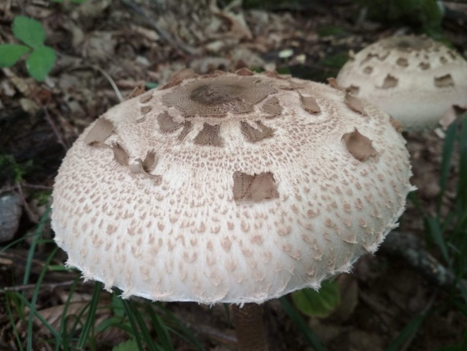 Гриб зонтик пёстрый гименофор