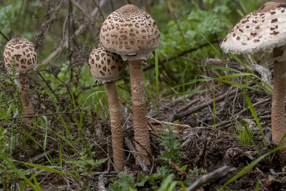 Гриб-зонтик девичий Leucoagaricus puellaris