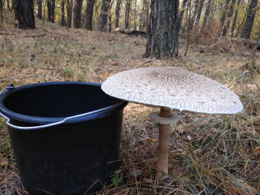 Macrolepiota procera гриб