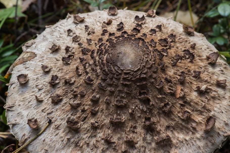 Гриб зонтик большой