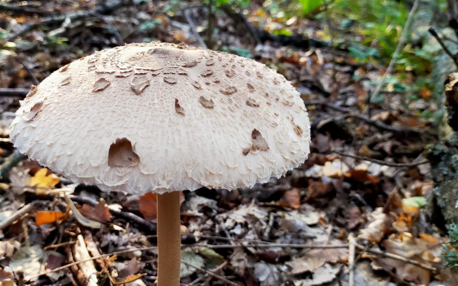 Гриб зонтик большой