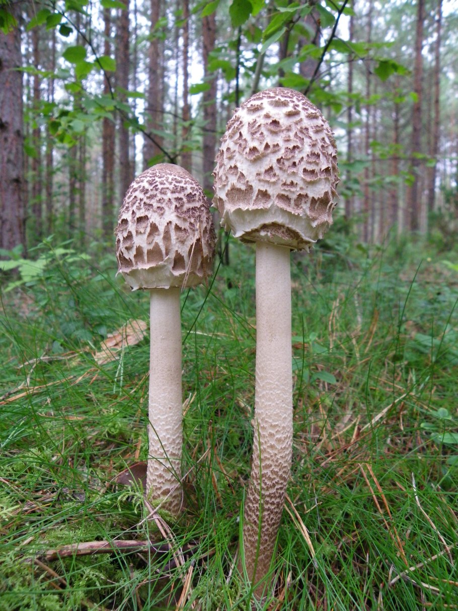Macrolepiota procera гриб