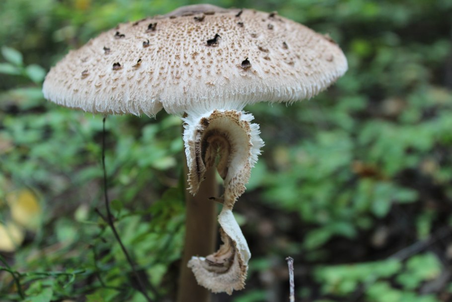 Macrolepiota procera гриб