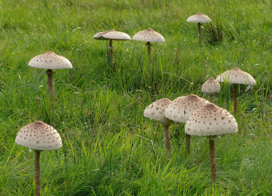 Гриб-зо́нтик пёстрый (лат. Macrolepiota procera)