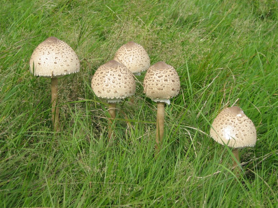 Macrolepiota procera – гриб зонтик высокий