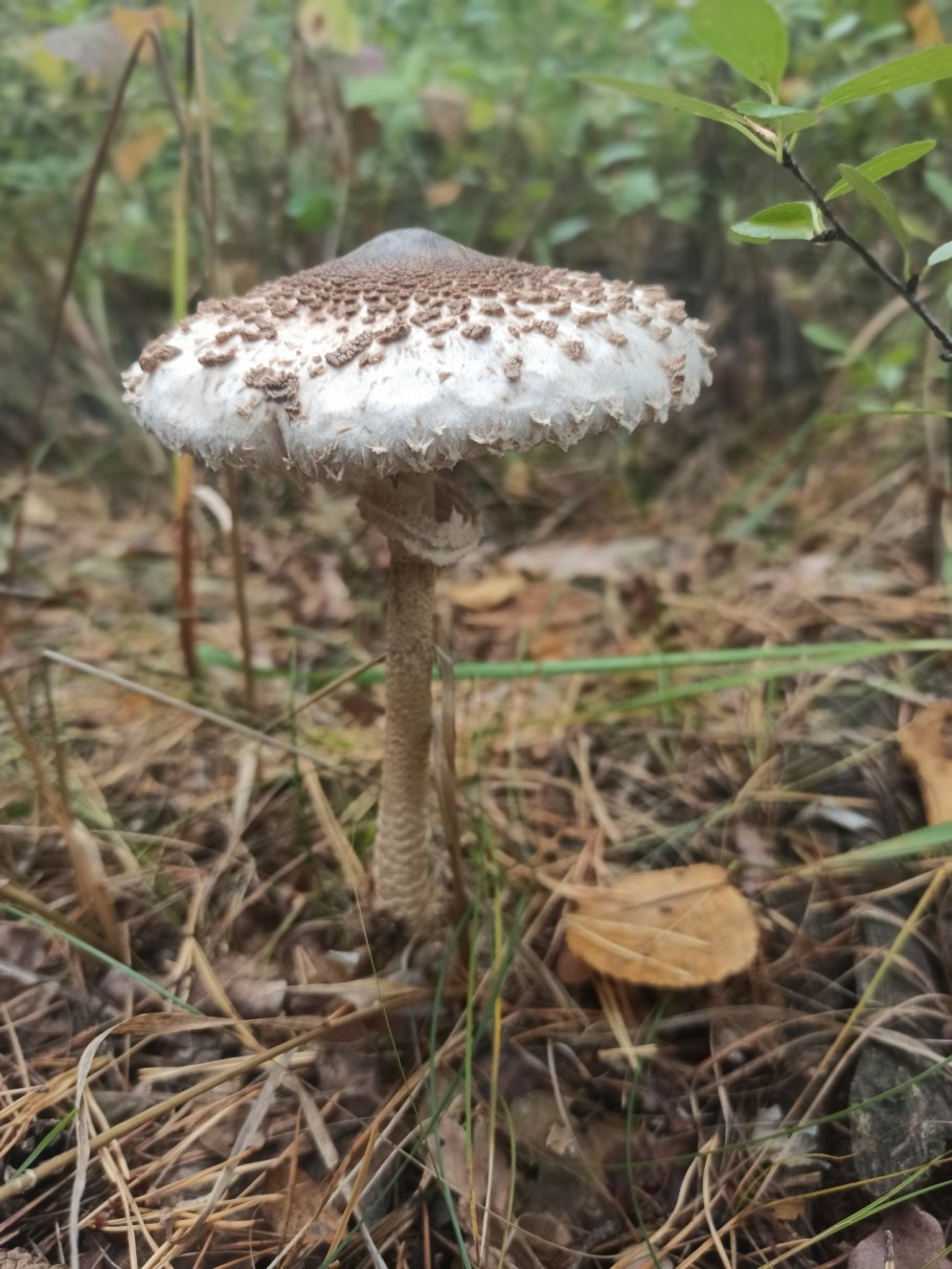 Зонтик пёстрый macrolepiota procera