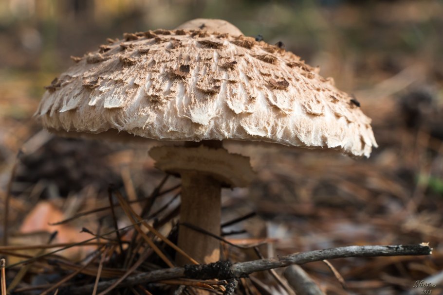 Гриб-зонтик пёстрый