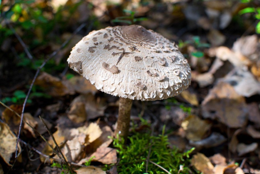 Macrolepiota procera гриб