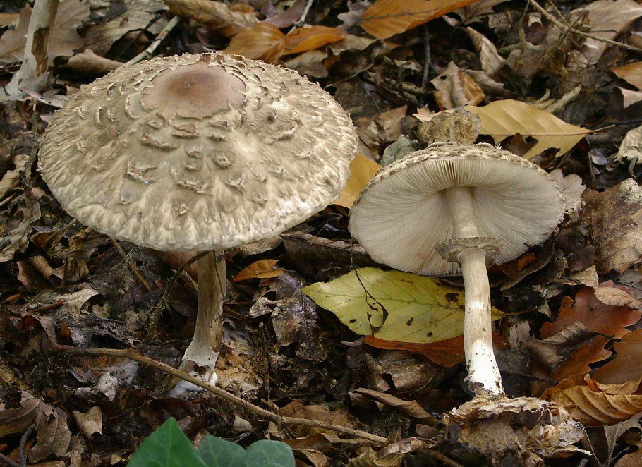 Зонтик пёстрый macrolepiota procera