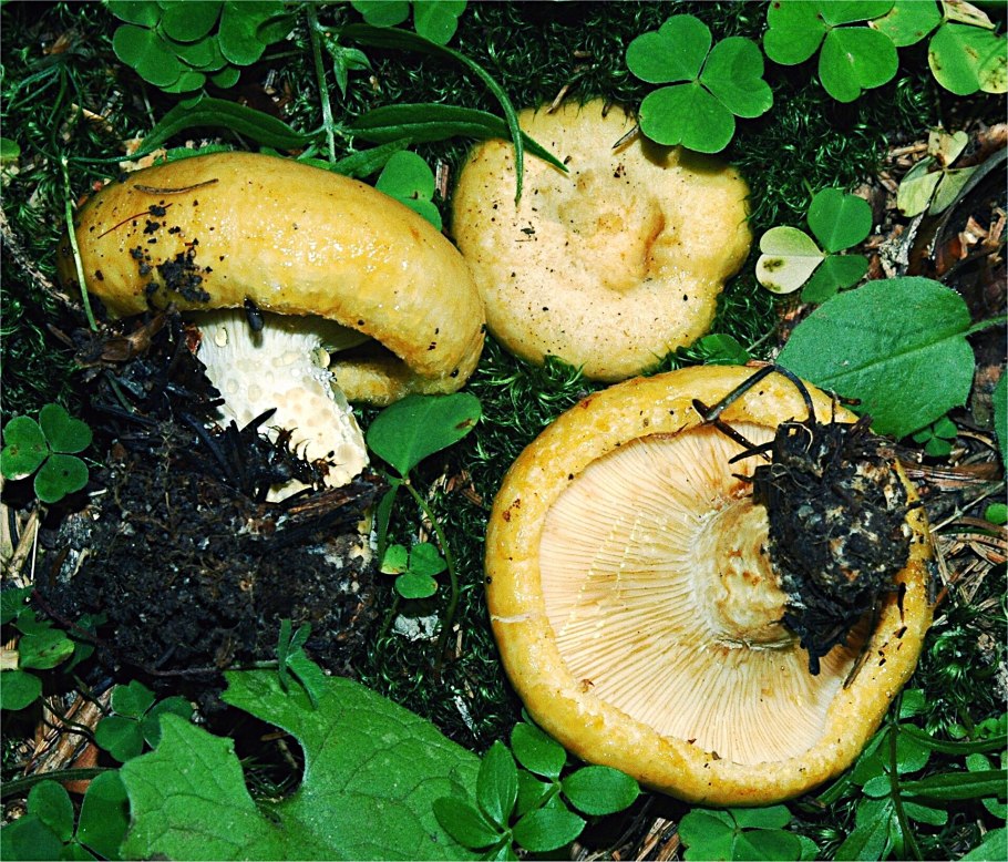 Груздь жёлтый Lactarius scrobiculatus
