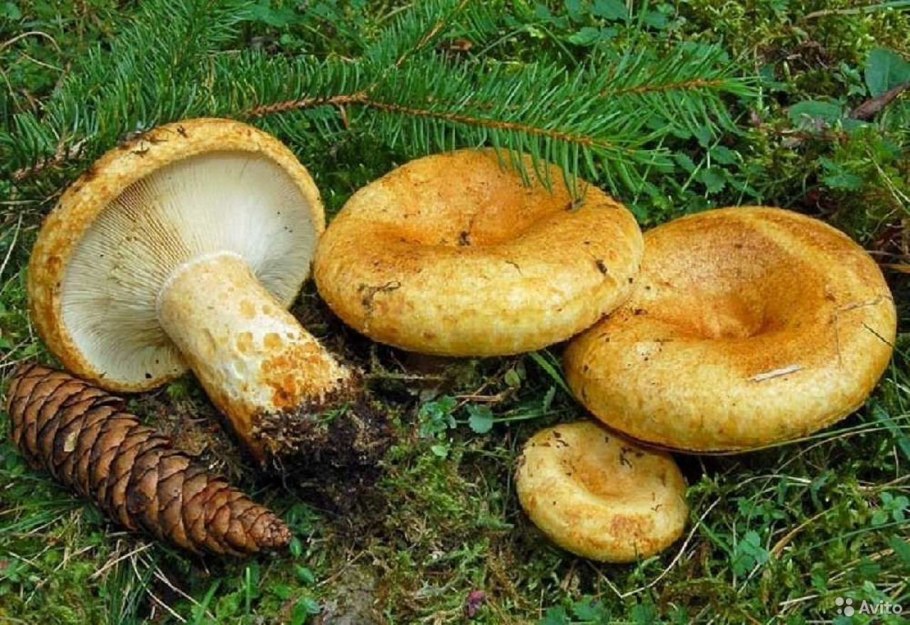 Lactarius aquizonatus